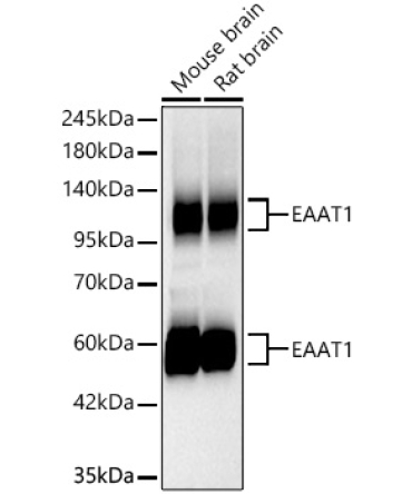 EAAT1/SLC1A3 Rabbit Monoclonal Antibody