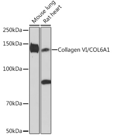 Collagen VI/COL6A1 Rabbit Monoclonal Antibody