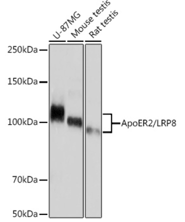 ApoER2/LRP8 Rabbit Monoclonal Antibody