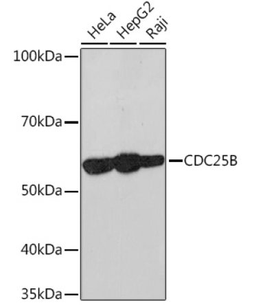 CDC25B Rabbit Monoclonal Antibody