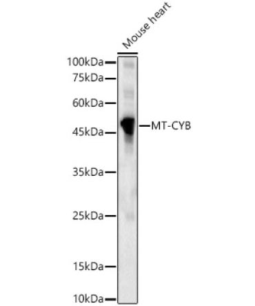 MT-CYB Rabbit Polyclonal Antibody