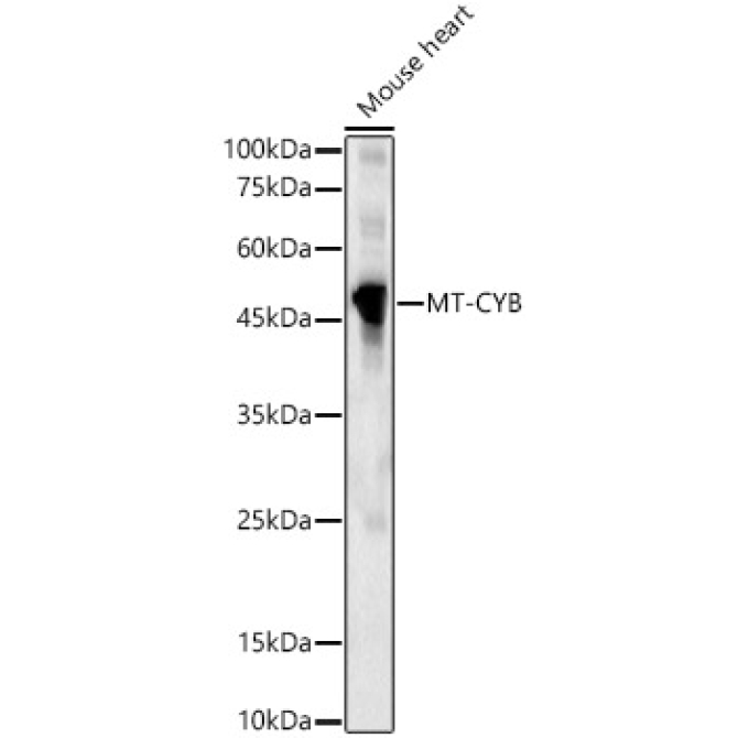 MT-CYB Rabbit Polyclonal Antibody