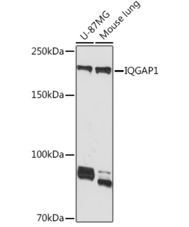 IQGAP1 Rabbit Monoclonal Antibody