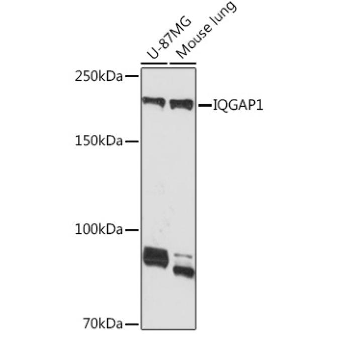 IQGAP1 Rabbit Monoclonal Antibody