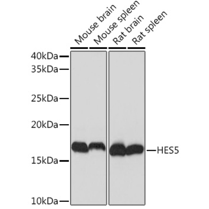 HES5 Rabbit Monoclonal Antibody