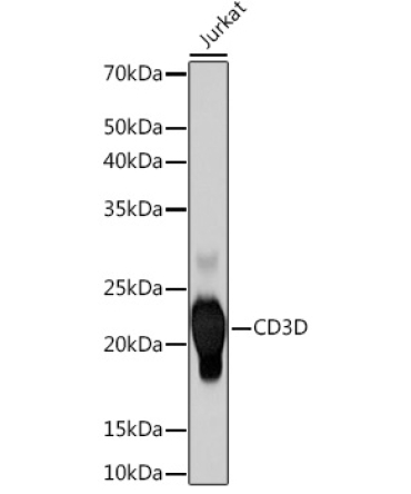 CD3D Rabbit Monoclonal Antibody