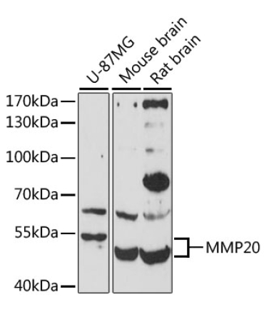 MMP20 Rabbit Polyclonal Antibody