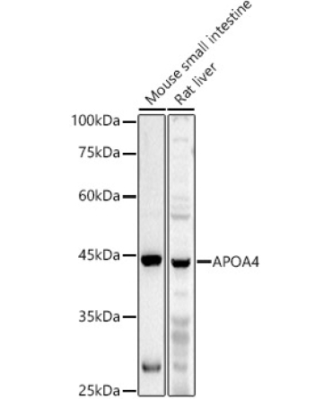 APOA4 Rabbit Polyclonal Antibody