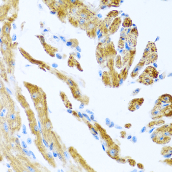 COL9A3 Rabbit Polyclonal Antibody