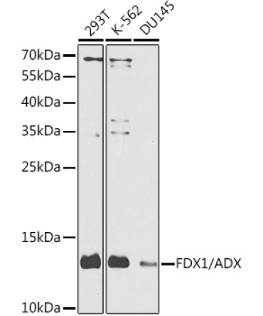 FDX1/ADX Rabbit Polyclonal Antibody