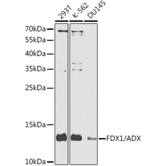 FDX1/ADX Rabbit Polyclonal Antibody