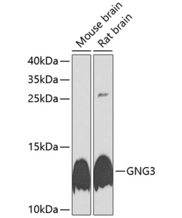 GNG3 Rabbit Polyclonal Antibody