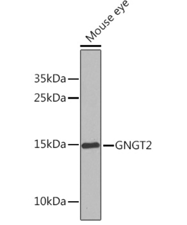 GNGT2 Rabbit Polyclonal Antibody