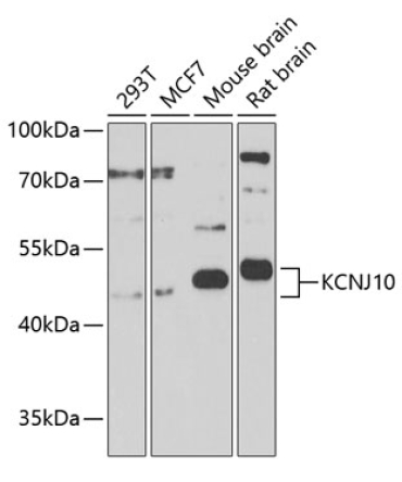 KCNJ10 Rabbit Polyclonal Antibody