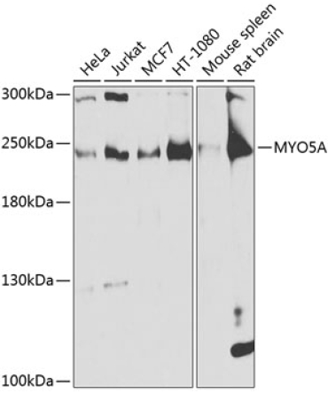 MYO5A Rabbit Polyclonal Antibody