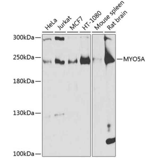 MYO5A Rabbit Polyclonal Antibody