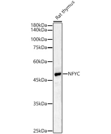 NFYC Rabbit Polyclonal Antibody