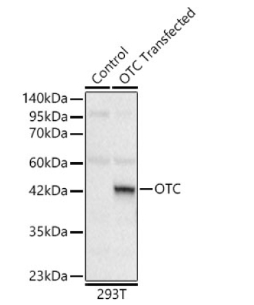 OTC Rabbit Polyclonal Antibody