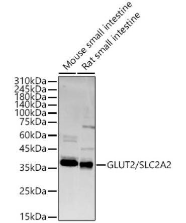 GLUT2/SLC2A2 Rabbit Polyclonal Antibody