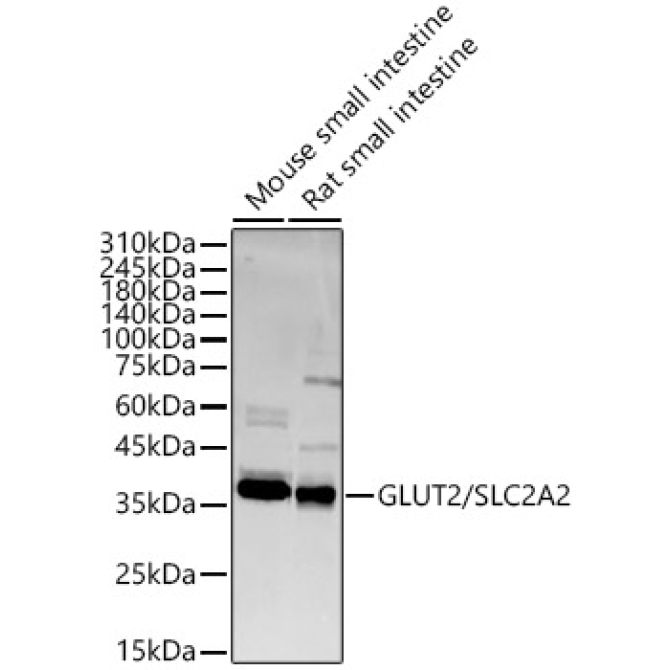 GLUT2/SLC2A2 Rabbit Polyclonal Antibody