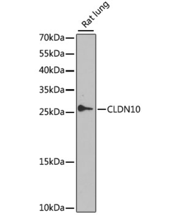 CLDN10 Rabbit Polyclonal Antibody