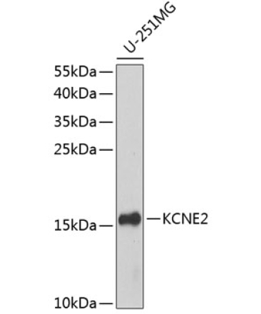 KCNE2 Rabbit Polyclonal Antibody
