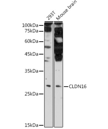 CLDN16 Rabbit Polyclonal Antibody