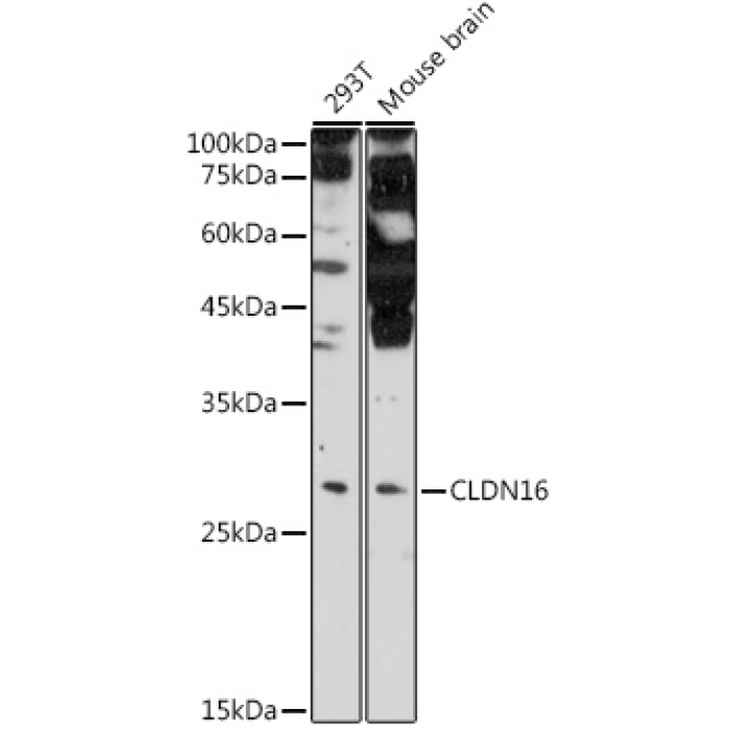 CLDN16 Rabbit Polyclonal Antibody