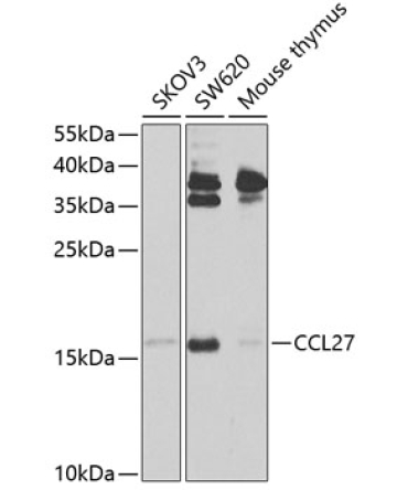 CCL27 Rabbit Polyclonal Antibody