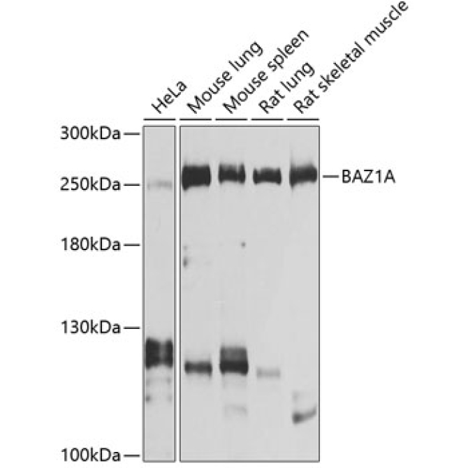 BAZ1A Rabbit Polyclonal Antibody