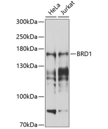 BRD1 Rabbit Polyclonal Antibody