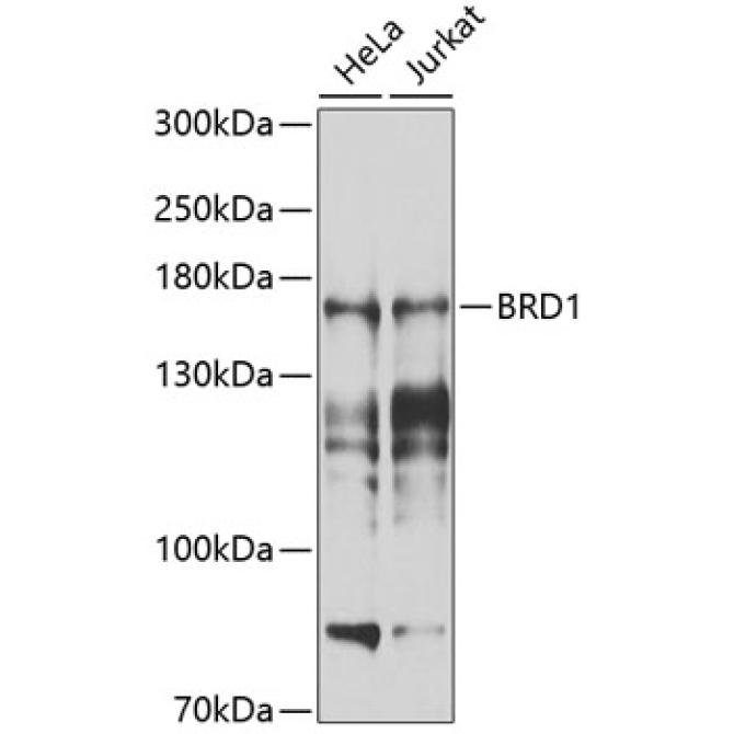 BRD1 Rabbit Polyclonal Antibody