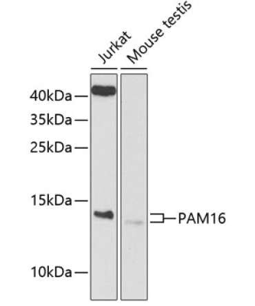 PAM16 Rabbit Polyclonal Antibody