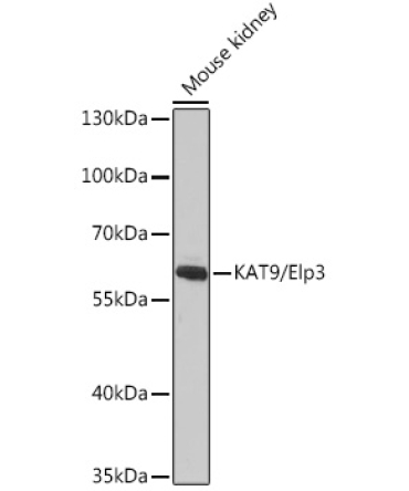 KAT9/Elp3 Rabbit Polyclonal Antibody