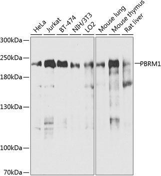 PBRM1 Rabbit Polyclonal Antibody