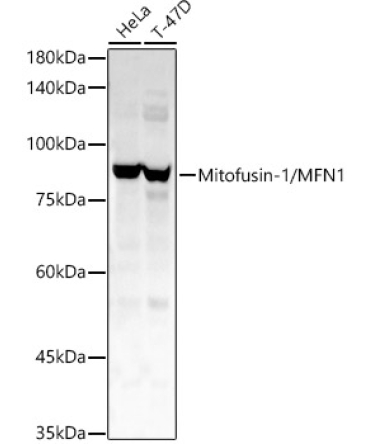 Mitofusin-1/MFN1 Rabbit Polyclonal Antibody
