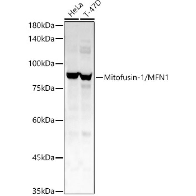 Mitofusin-1/MFN1 Rabbit Polyclonal Antibody