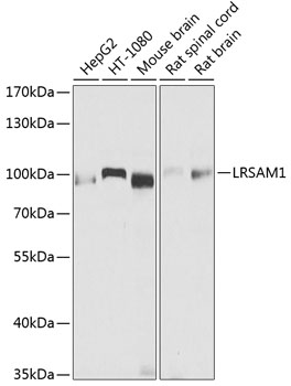 LRSAM1 Rabbit Polyclonal Antibody