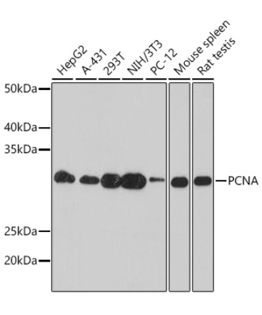 PCNA Mouse Monoclonal Antibody