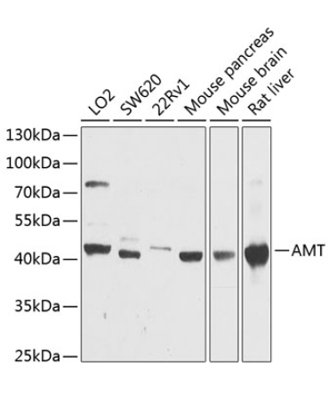 AMT Rabbit Polyclonal Antibody