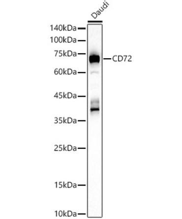 CD72 Rabbit Polyclonal Antibody