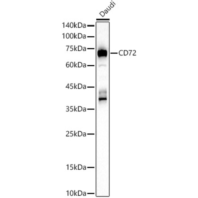 CD72 Rabbit Polyclonal Antibody