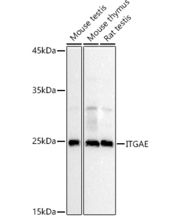 ITGAE Rabbit Polyclonal Antibody