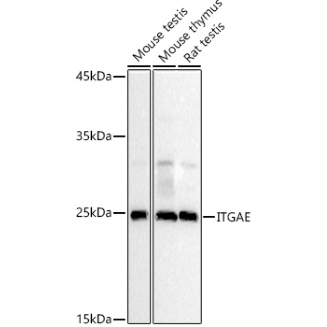 ITGAE Rabbit Polyclonal Antibody