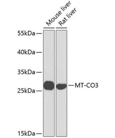 MT-CO3 Rabbit Polyclonal Antibody