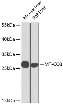 MT-CO3 Rabbit Polyclonal Antibody