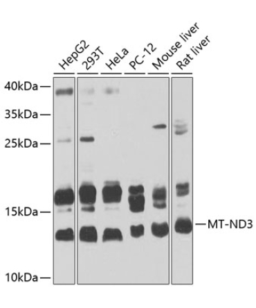 MT-ND3 Rabbit Polyclonal Antibody