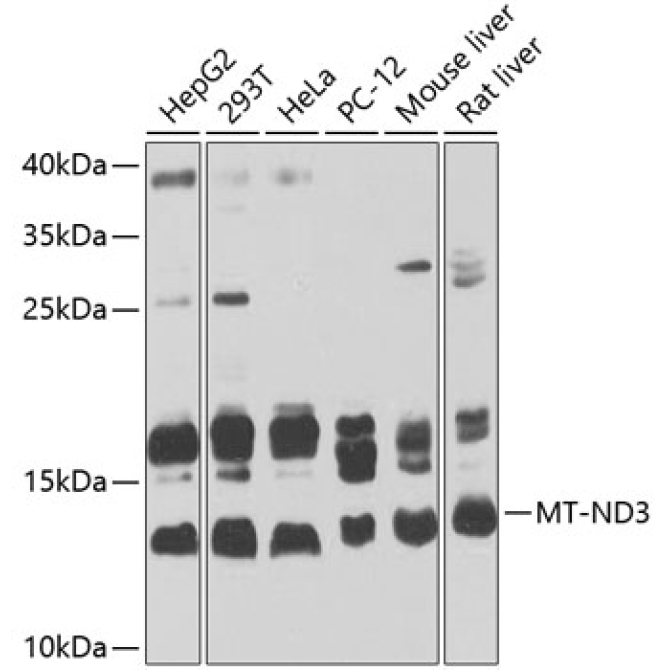 MT-ND3 Rabbit Polyclonal Antibody