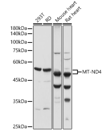 MT-ND4 Rabbit Polyclonal Antibody
