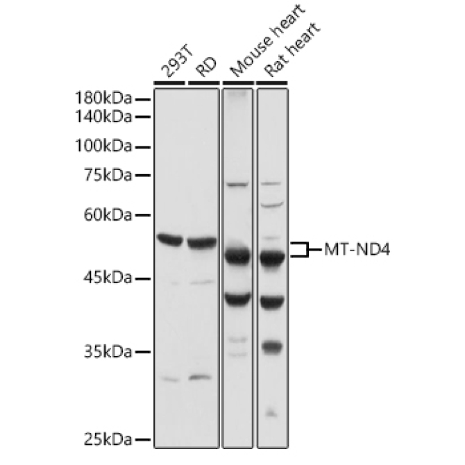 MT-ND4 Rabbit Polyclonal Antibody